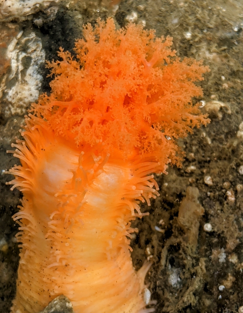 Photo of a Orange Sea Cucumber