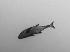Caranx lugubris