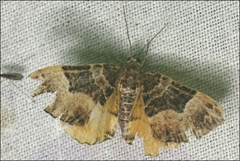 Chrysolarentia lucidulata