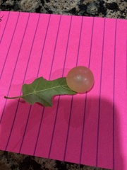 Amphibolips quercusracemaria