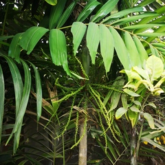 Ptychosperma macarthurii