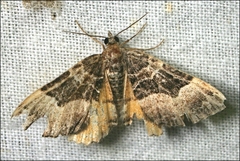 Chrysolarentia lucidulata