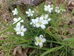 Arenaria montana