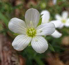 Arenaria montana