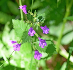 Clinopodium grandiflorum