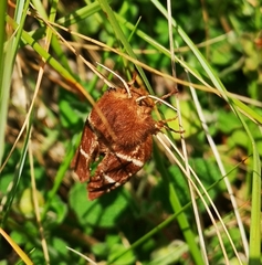 Macrothylacia digramma