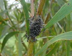 Jalmenus evagoras