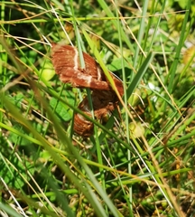 Macrothylacia digramma