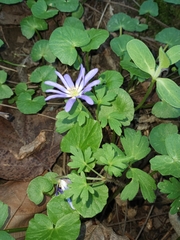Anemonoides apennina