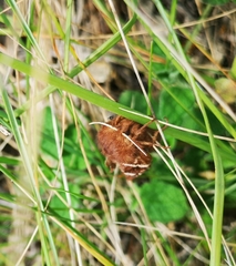 Macrothylacia digramma