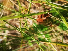 Macrothylacia digramma