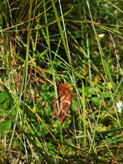 Macrothylacia digramma