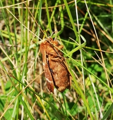 Macrothylacia digramma