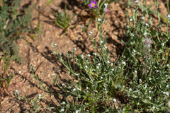 Pectocarya anisocarpa