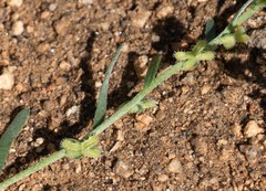 Pectocarya anisocarpa