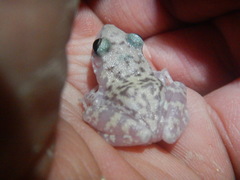 Eleutherodactylus longipes