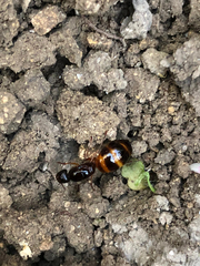 Camponotus nylanderi