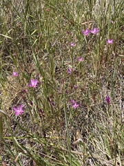 Clarkia gracilis gracilis