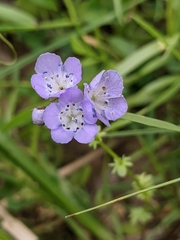 Phacelia glabra