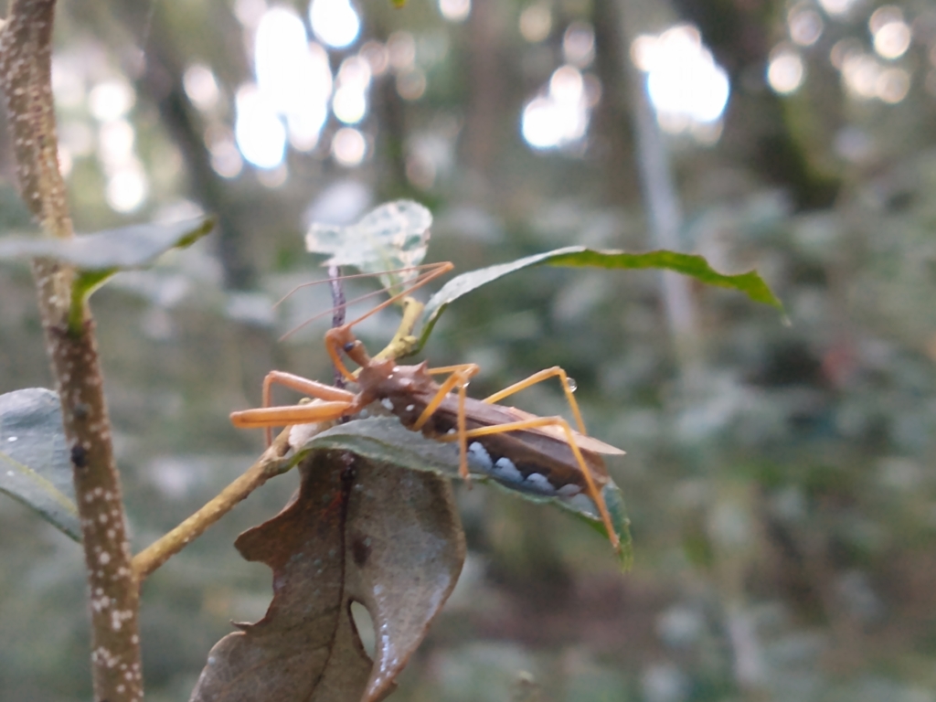 Heza ventralis