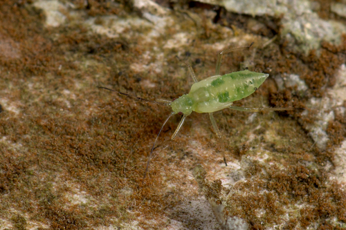 Euceraphis betulae nuotrauka