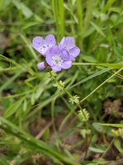 Phacelia glabra