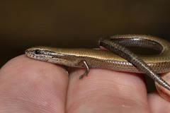 Ablepharus anatolicus