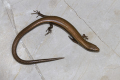 Ablepharus anatolicus