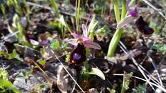 Ophrys bertolonii bertolonii