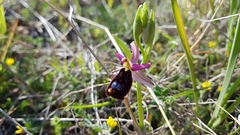 Ophrys bertolonii bertolonii
