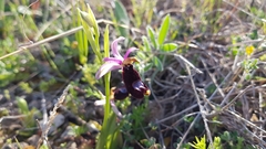 Ophrys bertolonii bertolonii