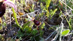 Ophrys bertolonii bertolonii