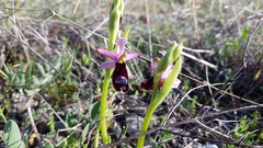 Ophrys bertolonii bertolonii