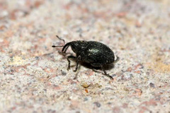 Ceutorhynchus erysimi