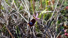 Ophrys bertolonii bertolonii