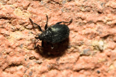 Ceutorhynchus erysimi