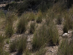 Stipa lagascae