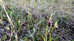 Ophrys bertolonii bertolonii