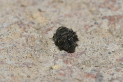 Ceutorhynchus erysimi