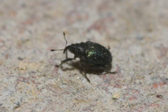 Ceutorhynchus erysimi