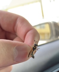 Sphiximorpha willistoni