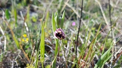 Ophrys bertolonii bertolonii
