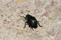 Ceutorhynchus erysimi