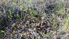Ophrys bertolonii bertolonii