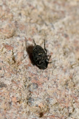 Ceutorhynchus erysimi