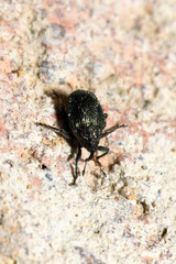 Ceutorhynchus erysimi