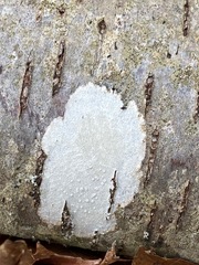Lecanora albella
