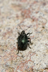 Ceutorhynchus erysimi