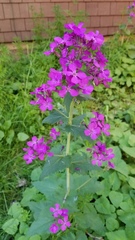 Lunaria