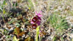 Ophrys bertolonii flavicans